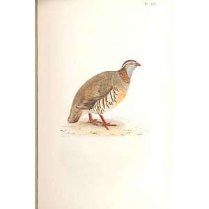  Barbary Partridge Meyer H/C Birds 1842 50