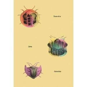   Beetles of Sumatra Java and America #2 24x36 Giclee: Home & Kitchen