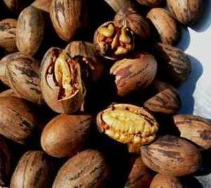 Pecan Stuart Nut tree Most sought after variety 10 seeds  