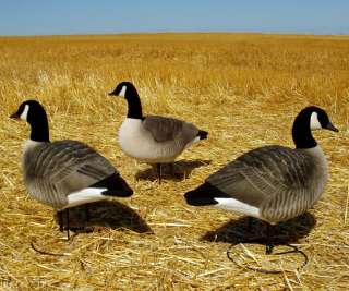 AVERY GHG FFD LESSER CANADA GOOSE ACTIVE DECOYS NEW!  