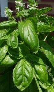 Basil Herb Seeds Sweet Mammoth  50+ 2012 Seeds $1.69 Max Shipping 