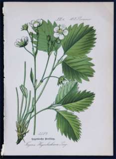 Antique Botanical Print 1886   Fragaria Hagenbachiana Lang 
