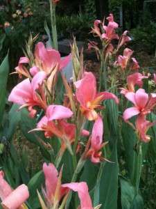 Sweet Pink Canna Lily Seeds ready for planting  