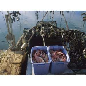  Tubs of Rockcod and Empty Crab Traps on a Fishing Boat 