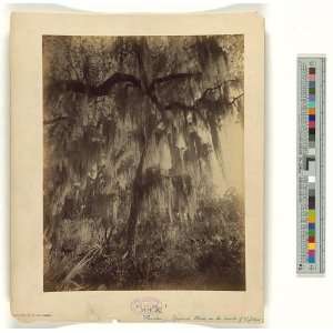   trees,Saint Johns River,Florida,FL,George Barker,c1886