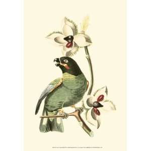  Cuvier Exotic Birds III   Poster by Baron cuvier Georges 