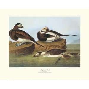  John James Audubon   Long   Tailed Duck