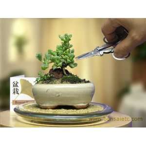 Mini Indoor Bonsai Tree for Home or Grocery & Gourmet Food
