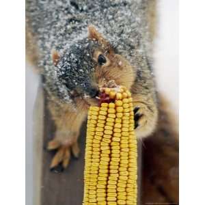  A Snow Dusted Fox Squirrel Chows Down on an Ear of Corn 