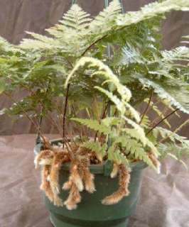   Fern Plant Davallia Trichomanoides Nice Gift Indoor Cute   