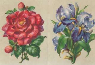 Flower Rose Iris Victorian Lithography Original Sampl  