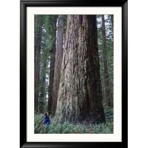  A Person Standing Next to a Giant Sequoia Tree Framed 