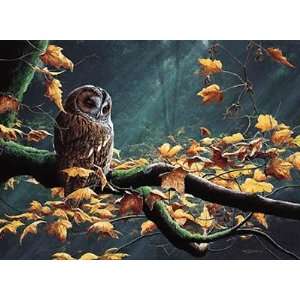  Tawny Owl Poster Print