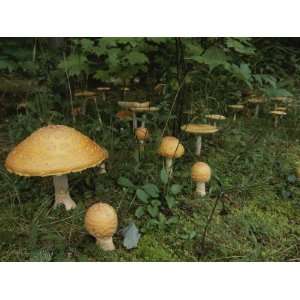  Forest Mushrooms Sprout up on the Grassy Forest Floor 
