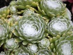 SEMPERVIVUM COLLECTION HEN AND CHICK PLANT 10 BARE ROOT  