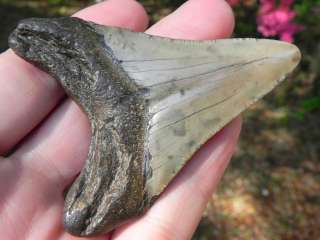 MEGALODON shark tooth teeth fossil BEAUTIFUL OCEAN MEG  