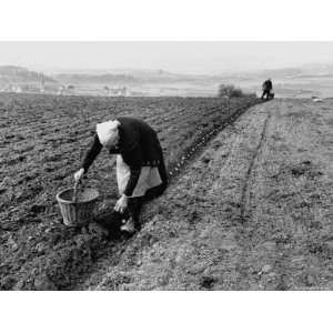  Woman Planting Potatoes on Blossoming Hessian Countryside 
